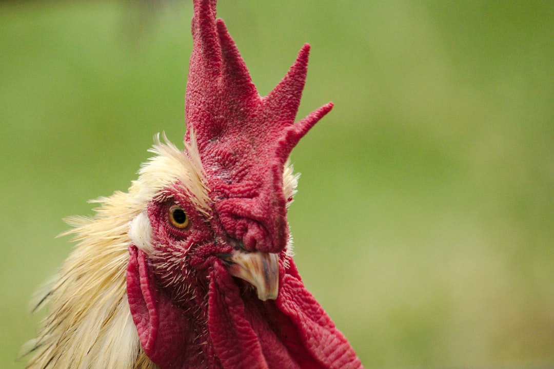 Rooster