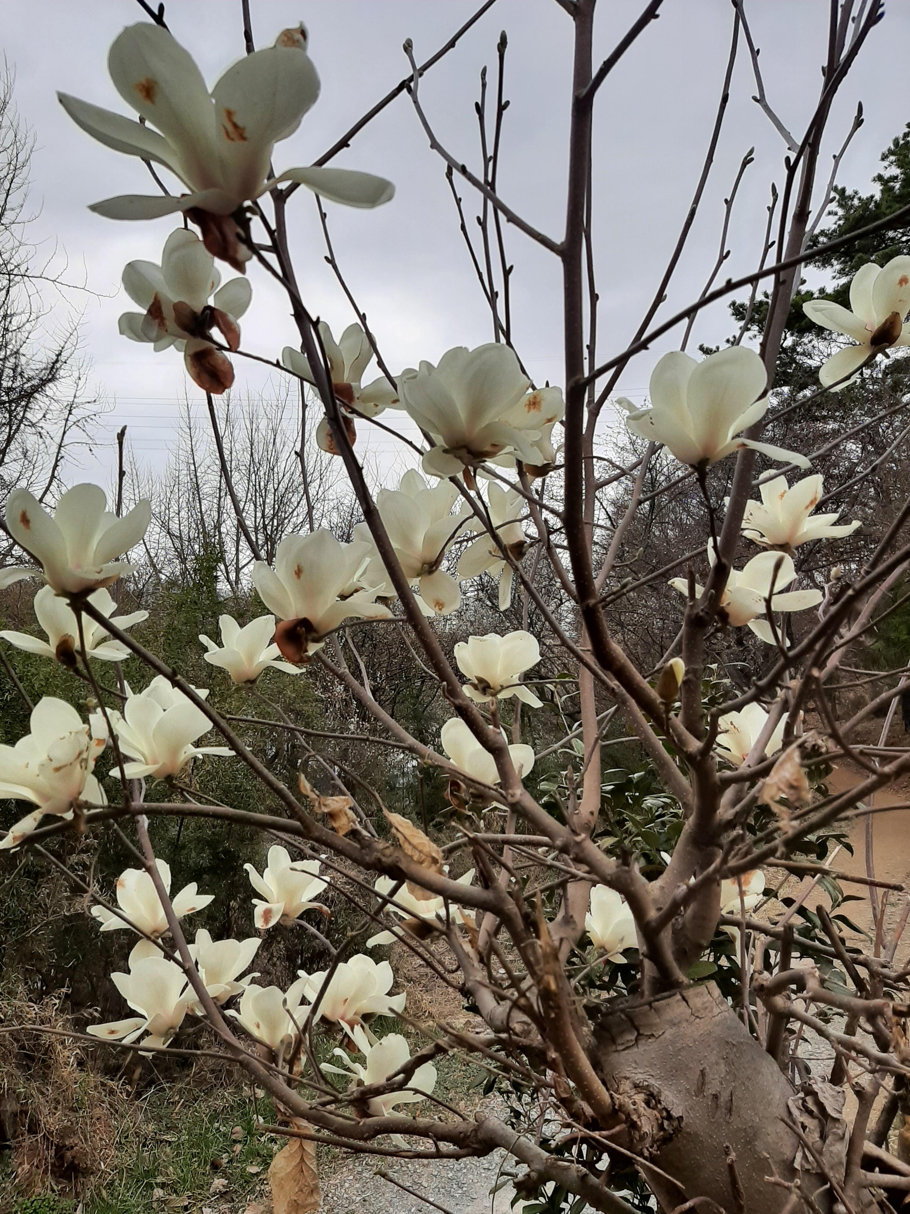 봄꽃 목련과 벚꽃이 한창입니다 / 꽃길만 걸으면 (03/23/22) 31