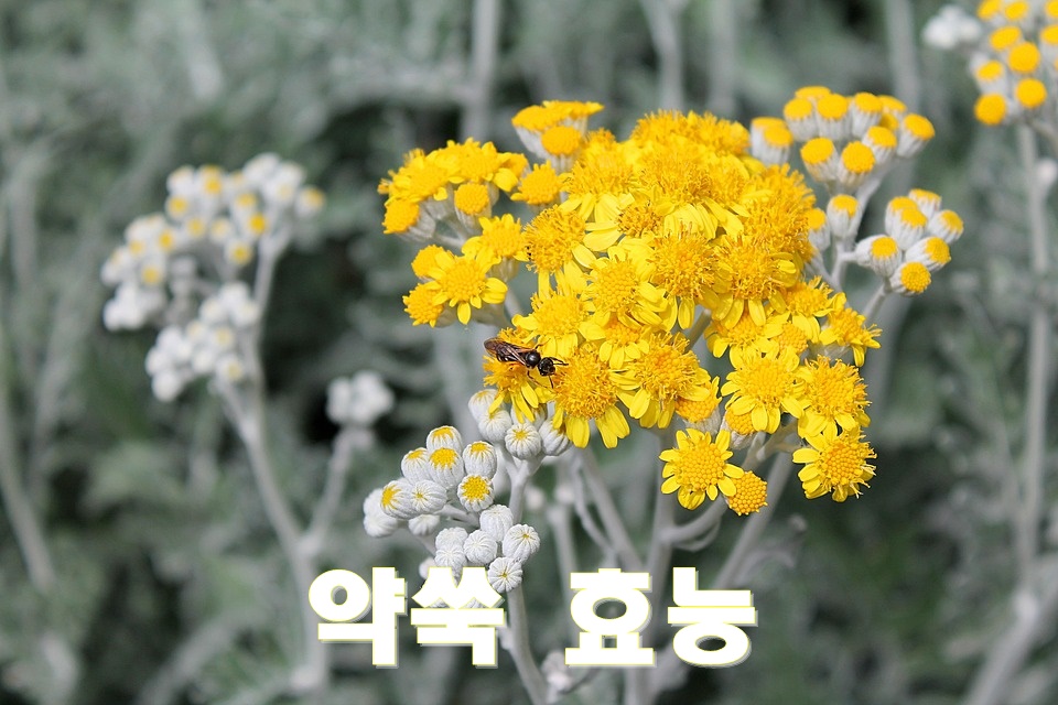  약쑥 효능
