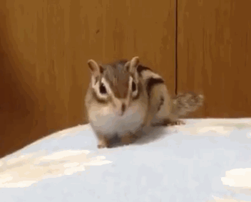 다람쥐 하품하는 모습.gif