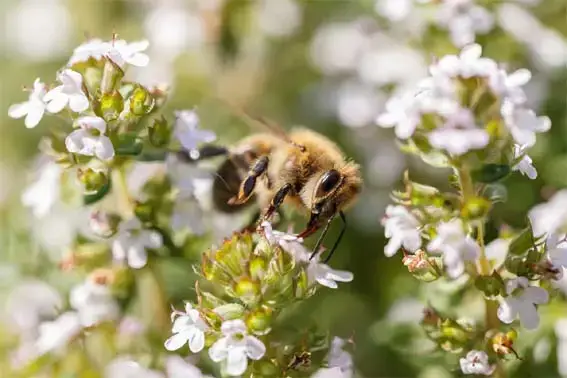 백리향-꿀벌