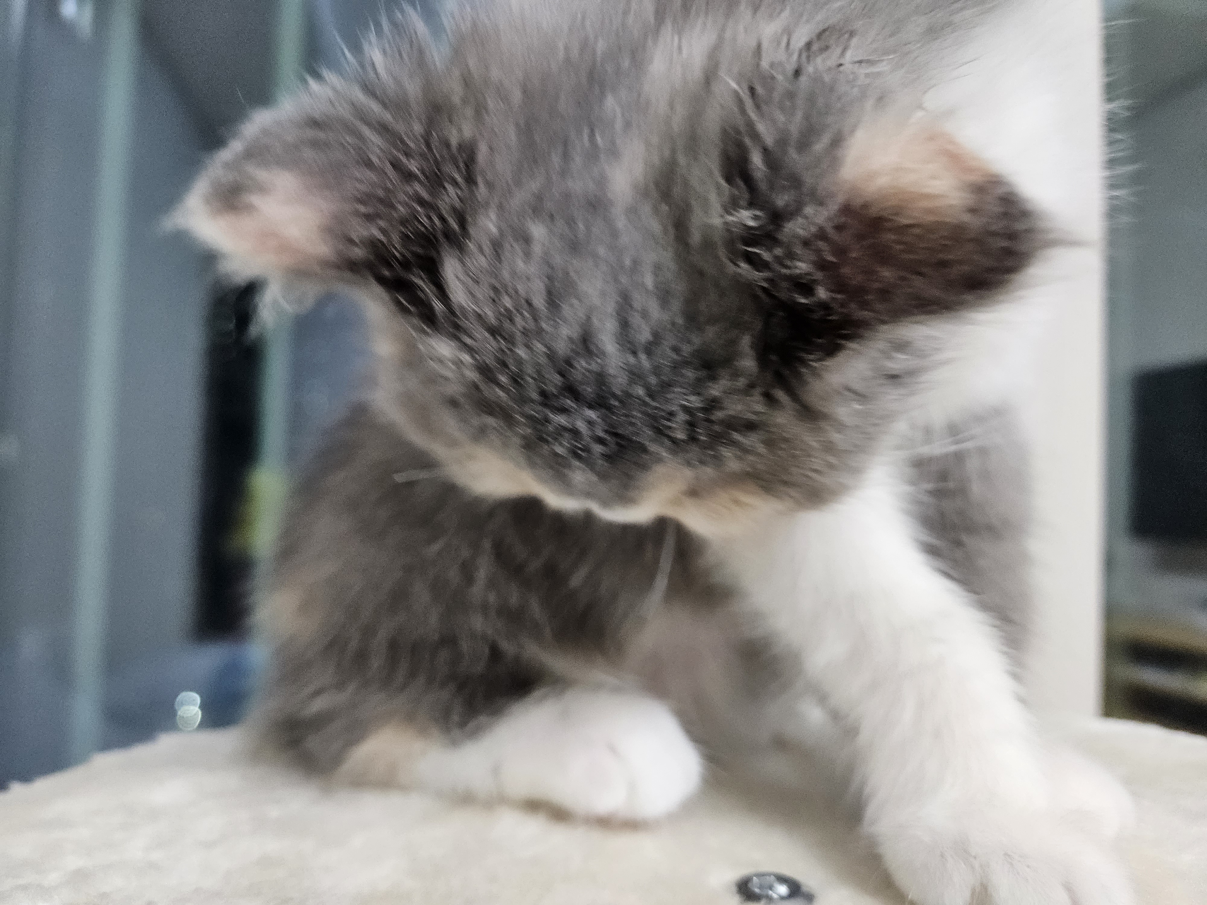 엑조틱 고양이 엑죠틱 고양이 이그죠틱고양이 엑조틱고양이 엑죠틱고양이 고양이일상 고양이병원 고양이잠자기 고양이유튜브