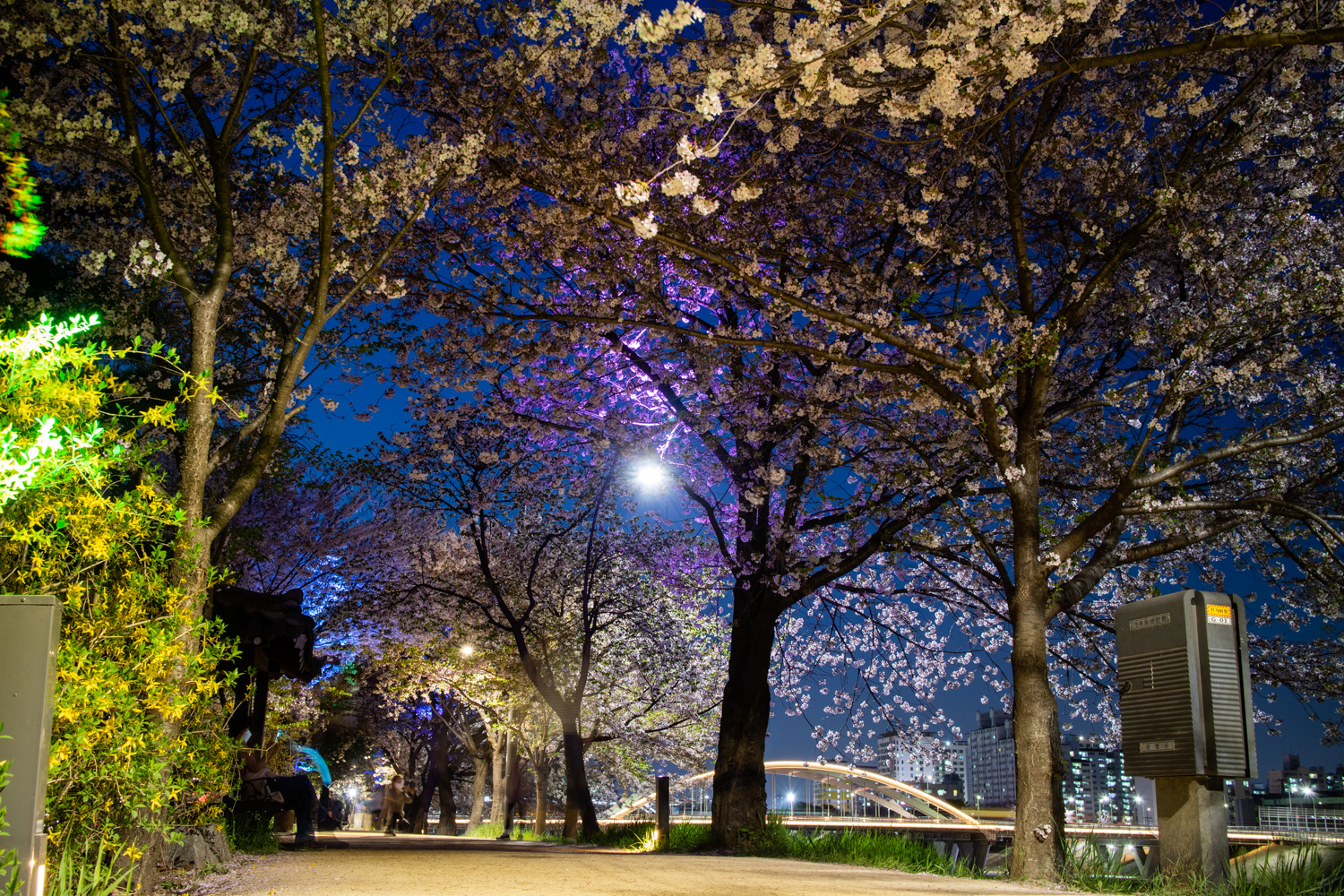 밤벚꽃 명소 광명시 안양천 벚꽃길