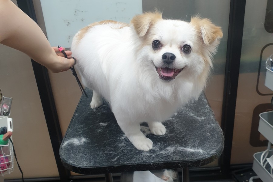 스타일 때문에 고민이시라면?! 블링펫으로~~ 강아지 미용실 3