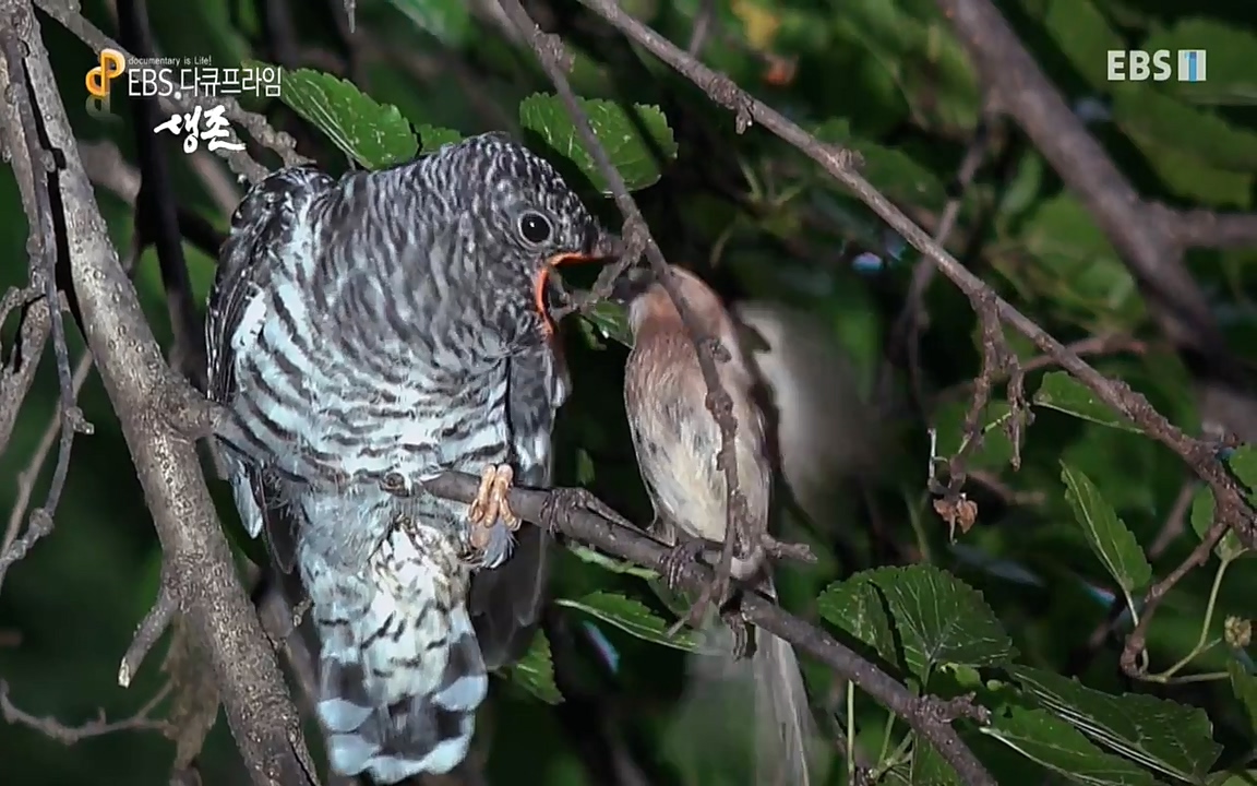 생존 3부_ EBS 다큐프라임_ 220629.avi_20220701_210351.856.jpg