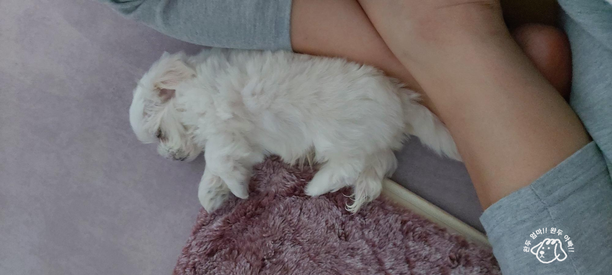 잠자는 강아지