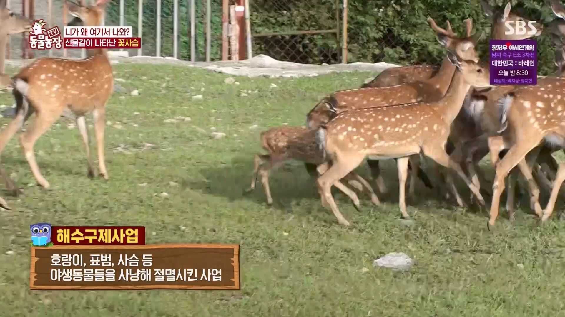 TV 동물농장.E1139.230924p.H264-F1RST.mp4_20230924_172345.018.jpg