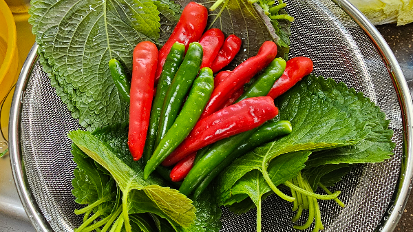 깻잎 세척과 손질