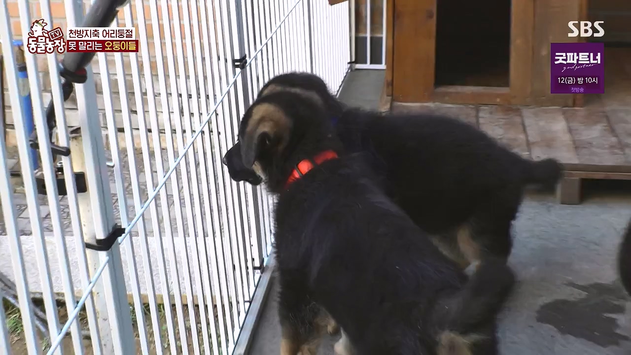 TV 동물농장.E1179.240708p-NEXT.mp4_20240707_160422.123.jpg