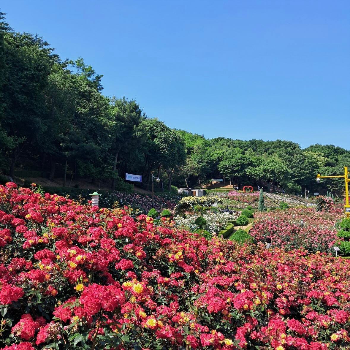 부천 장미축제