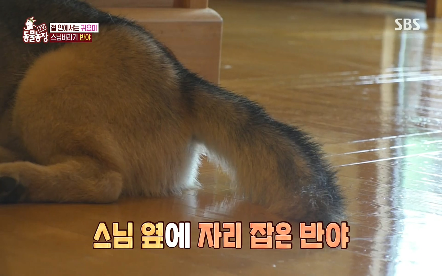 TV 동물농장.E1083.220821p.H264-F1RST.mp4_20220821_183707.641.jpg