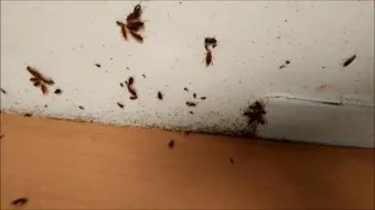 바퀴벌레 퇴치방법 총정리_7