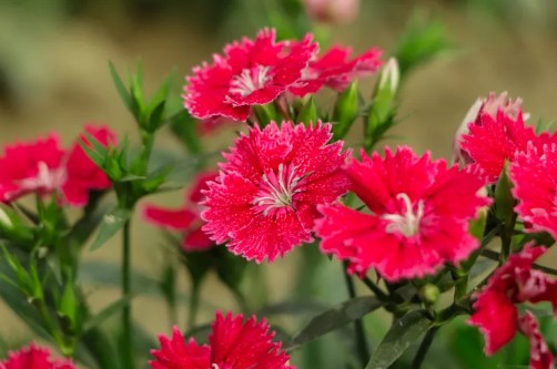 정원꾸미기 아름다운 빨간 꽃 - 패랭이꽃