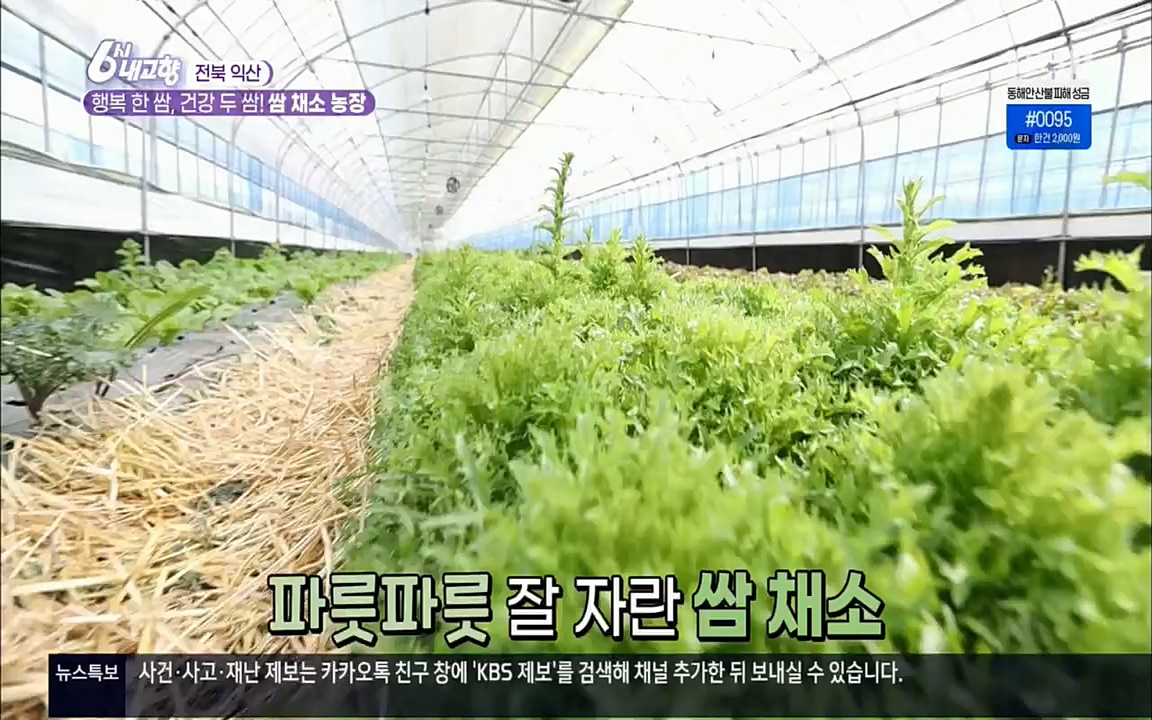 6시 내고향.E7501.220332p.H264-F1RST.mp4_20220402_201600.854.jpg
