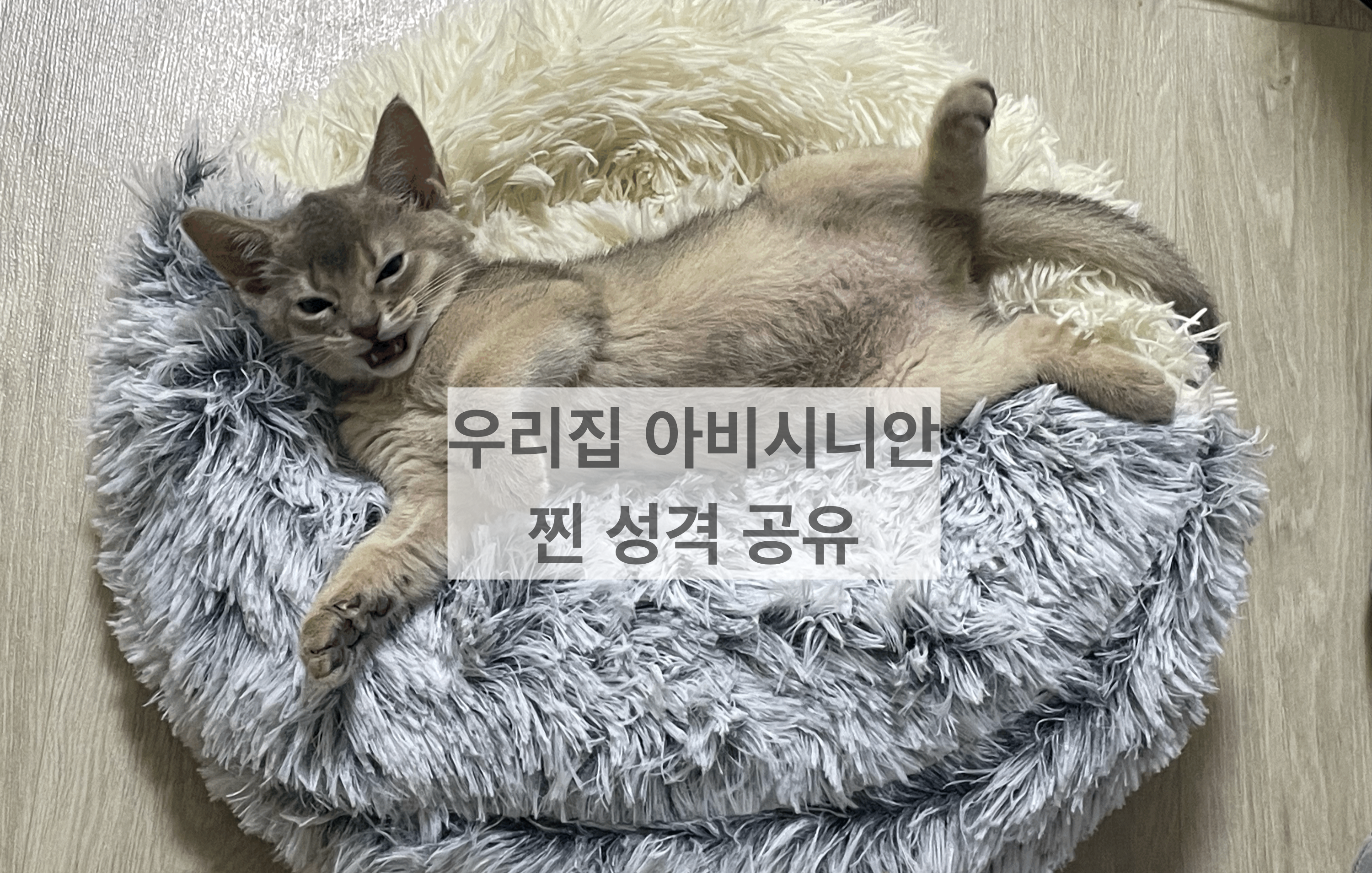  인터넷정보 말고 우리집 아비시니안 찐 성격 소개합니다.