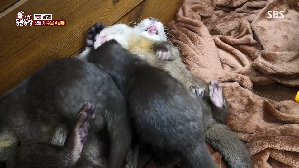 TV 동물농장.E1128.230709p.H264-F1RST.mp4_20230709_183603.001.jpg