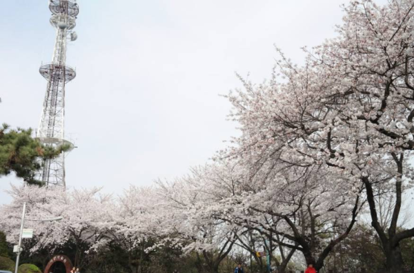 인천벚꽃 수봉공원