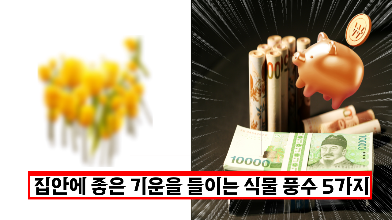  집안에 화분 키우시나요? 집안에 좋은 기운을 들이는 식물 풍수 5가지