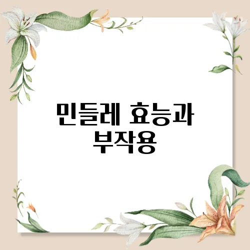 민들레 효능과 부작용