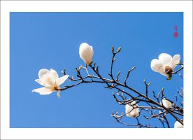 목련 이미지