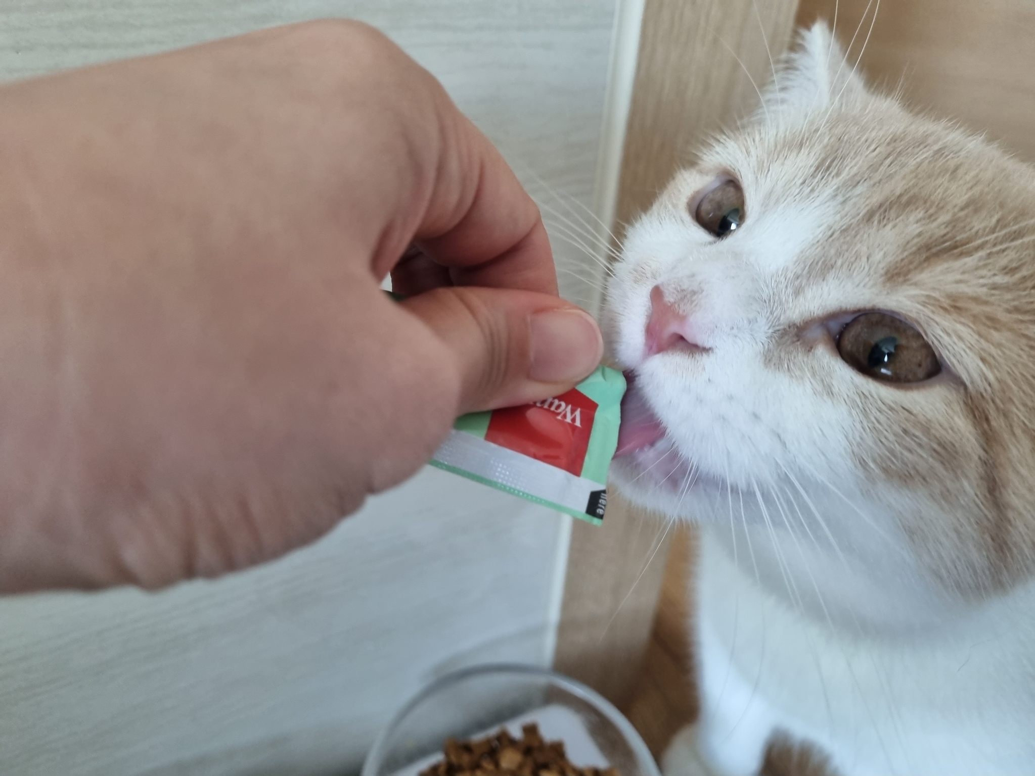  고양이 츄르 완피 크리미 퓨레!