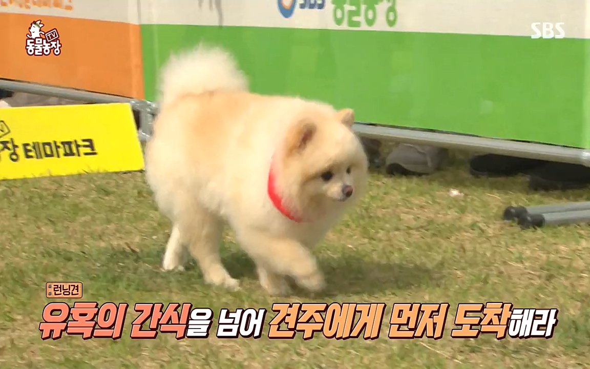 TV 동물농장.E1070.220523p-NEXT.mp4_20220522_182011.684.jpg