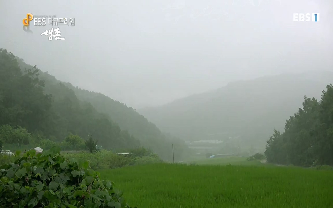 생존 3부_ EBS 다큐프라임_ 220629.avi_20220701_210759.777.jpg