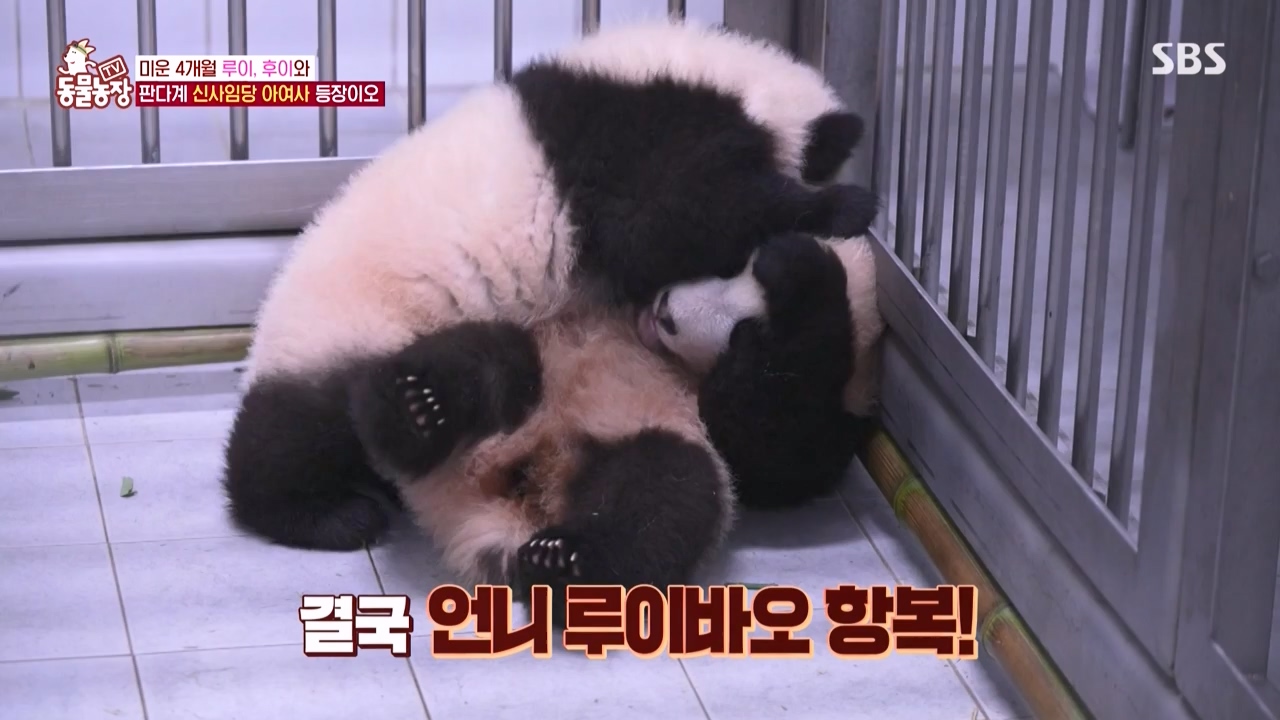 TV 동물농장.E1150.231218p-NEXT.mp4_20231217_171350.979.jpg