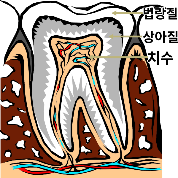 치아-치아구조-썸네일