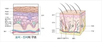 피부 구조와 기능 표피 진피 피하조직 위치 역할_6