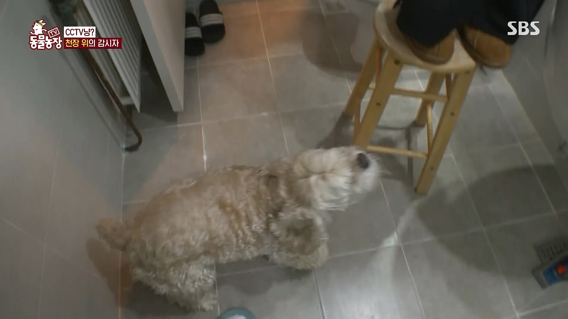 TV 동물농장.E1113.230326p.H264-F1RST.mp4_20230326_172453.383.jpg