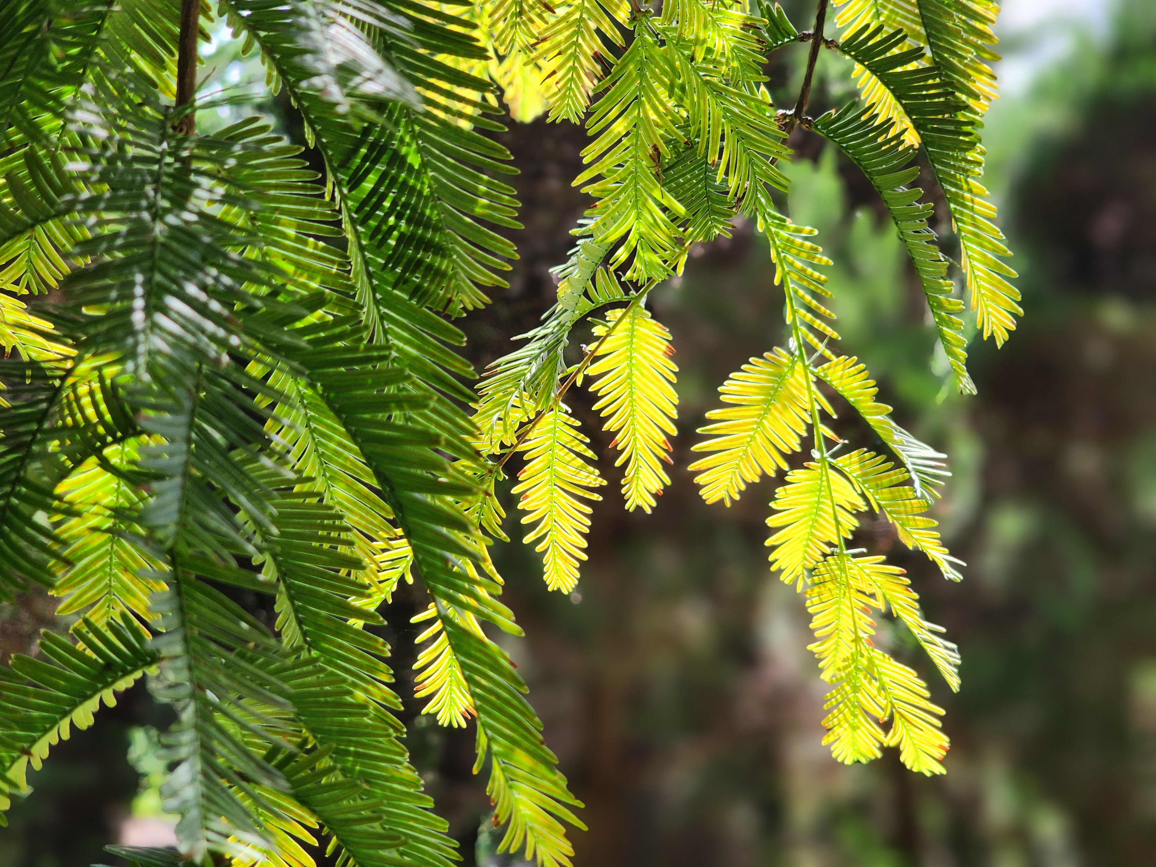 메타세쿼이아 나뭇잎
