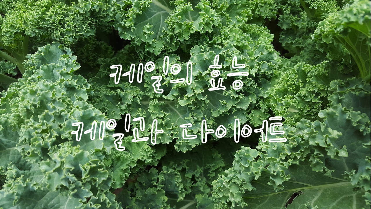  케일의 효능, 케일과 다이어트