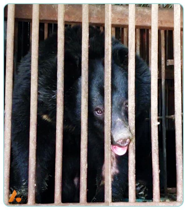 써치-용인-사육곰-탈출-사건-철장-곰