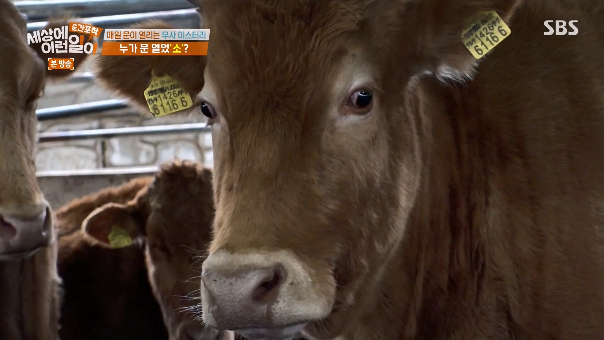 순간포착 세상에 이런일이.E1265.240217p-NEXT.mp4_20240218_151659.965.jpg