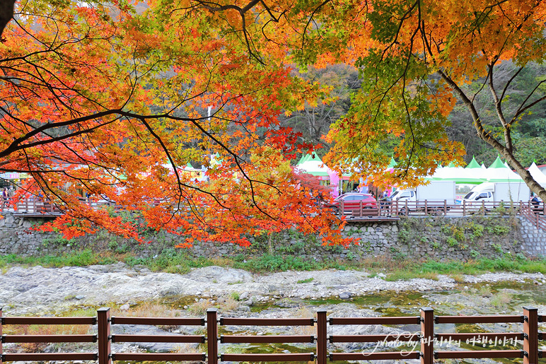 11/5 장산 단풍 절정의 정읍 내장사 16