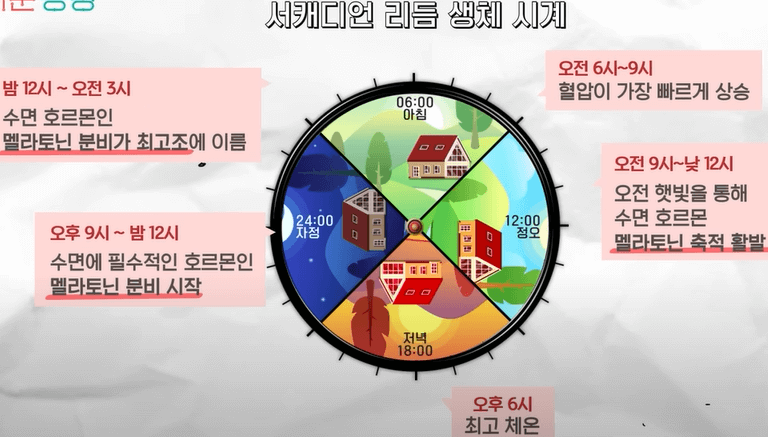 서캐디언 리듬 생체 시계