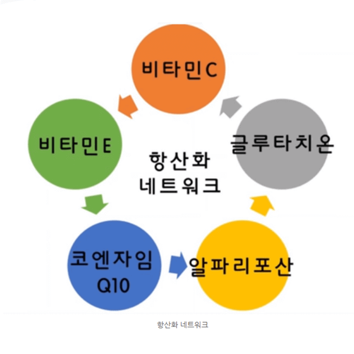 항산화-네트워크-5가지-도식표