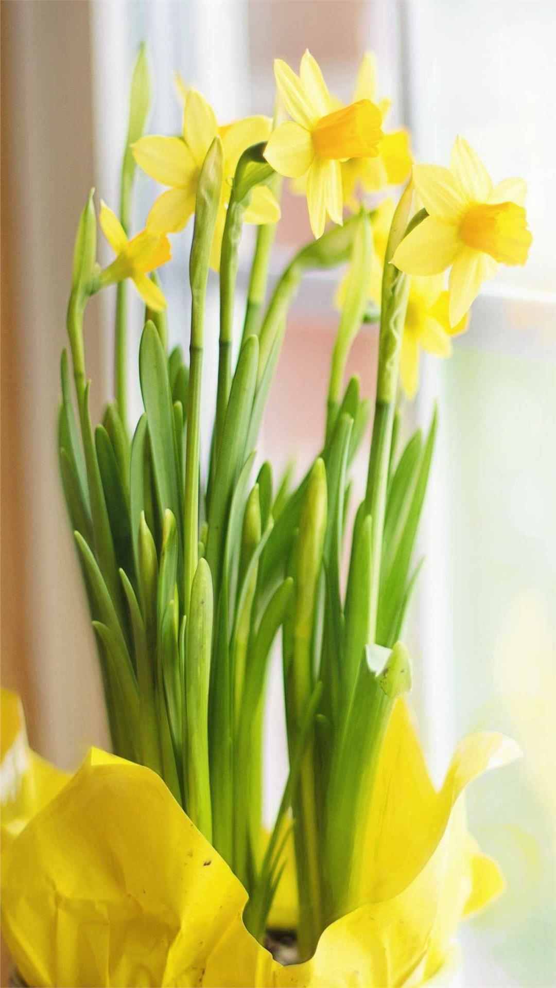 Daffodil Flower iPhone Wallpaper