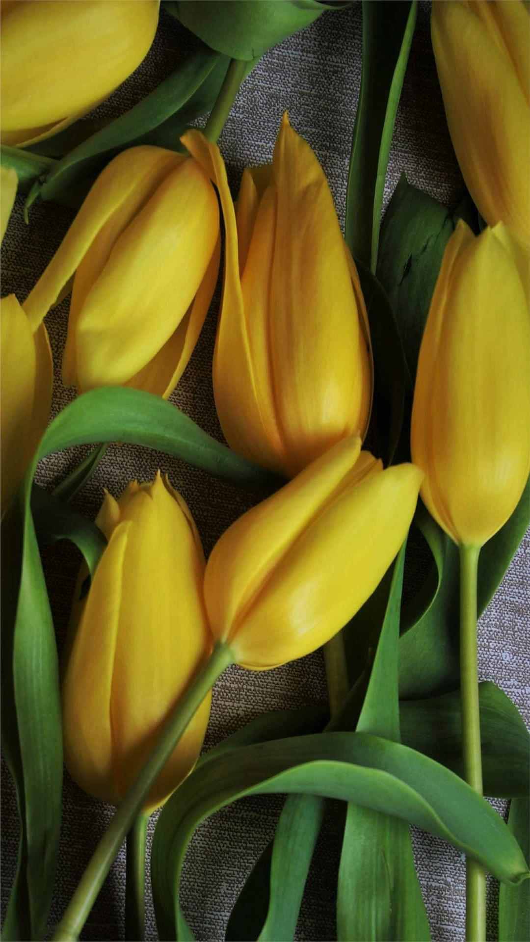 Tulip Flower iPhone Wallpaper