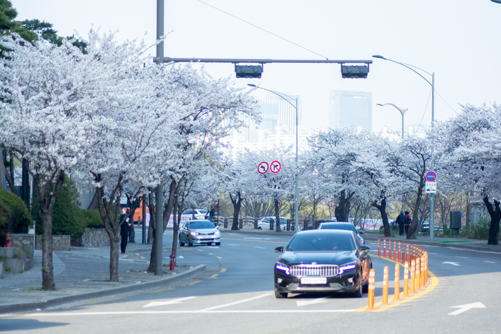 여의도 벚꽃길 중 한적한 63빌딩쪽 동쪽길
