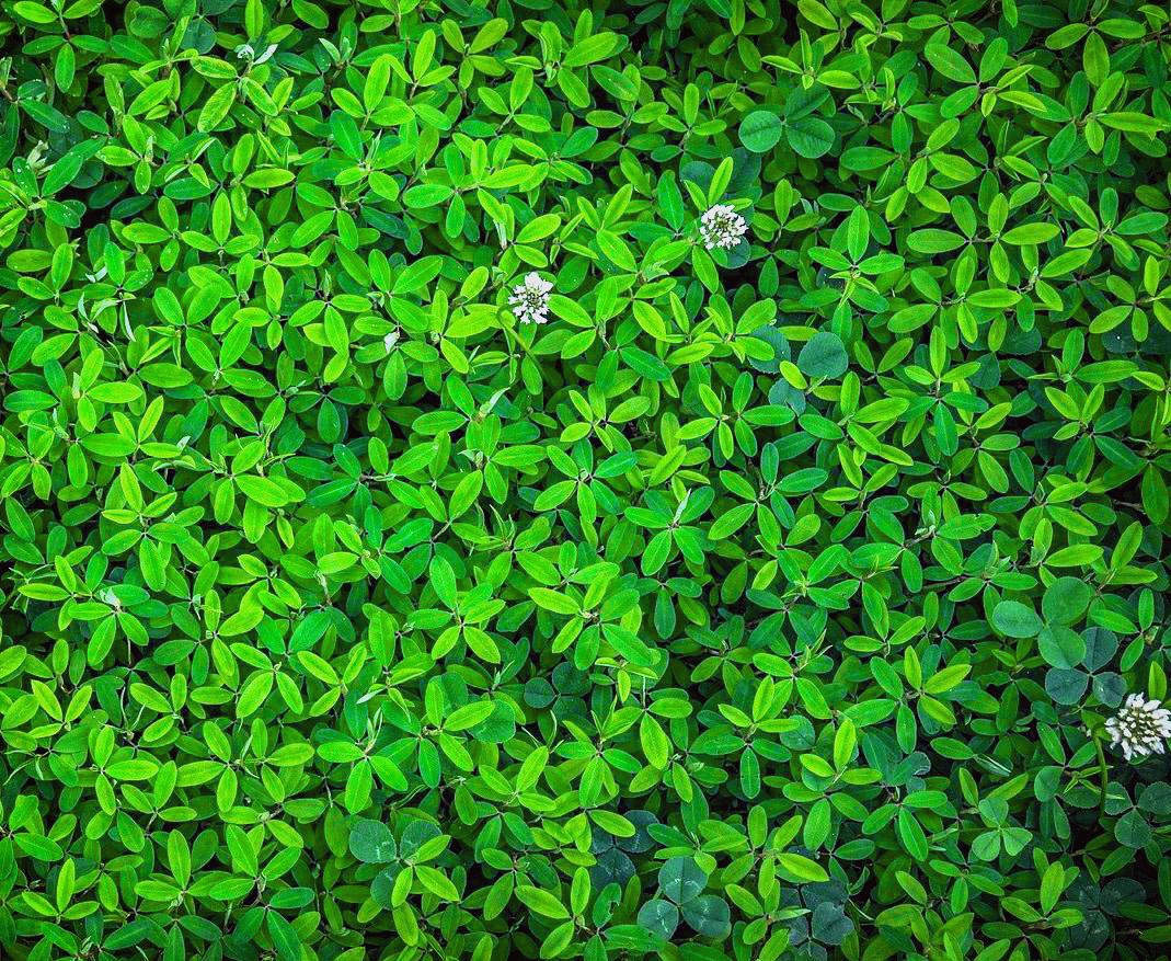  식물의 위장술(camouflage of Plants)