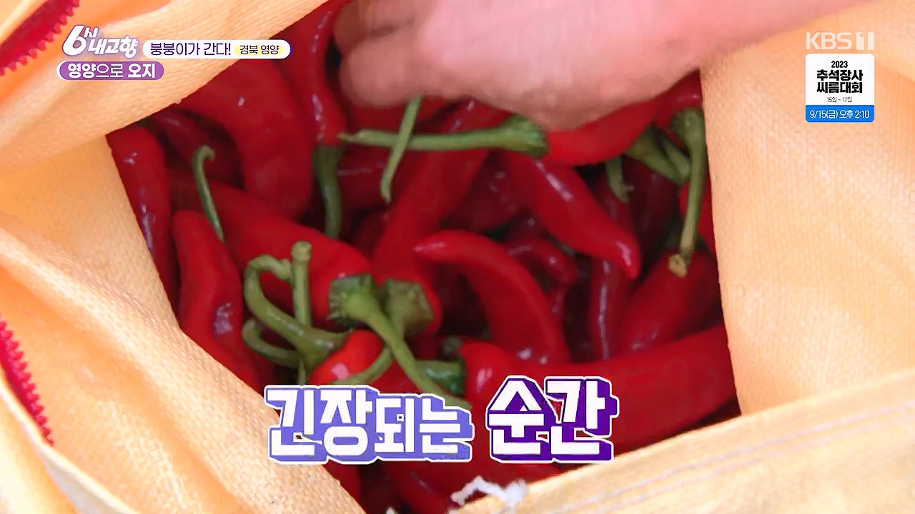 6시 내고향.E7878.230912p-NEXT.mp4_20230918_211133.997.jpg