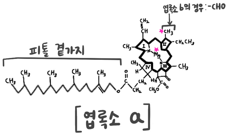 엽록소a-엽록소b-구조