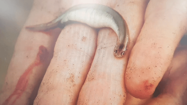  아마존 열대우림 흡혈 뱀파이어 물고기 칸지루 candiru, 사람 요도 항문 내장 피 빨아 먹으며 공격