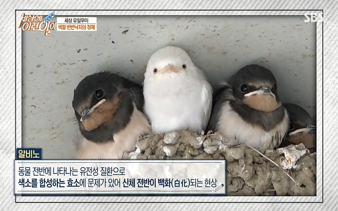 순간포착 세상에 이런일이.E1178.220504p-NEXT.mp4_20220504_180727.790.jpg