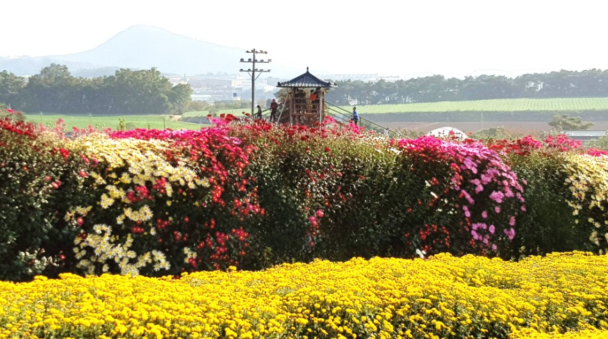 서산-국화축제