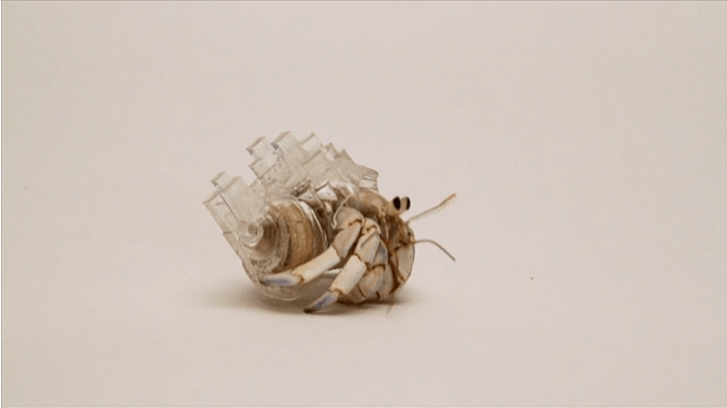 일본 예술가 Aki Inomata의 3D 프린트 소라게 껍질 캡처 사진.