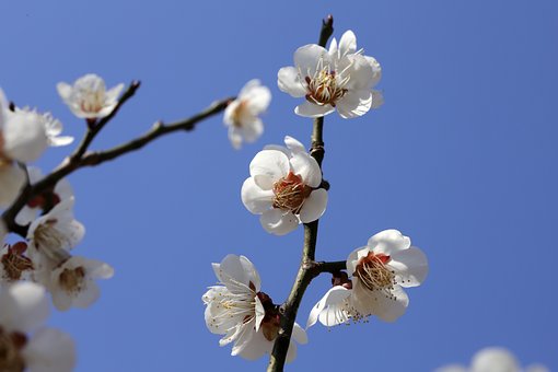 매화축제