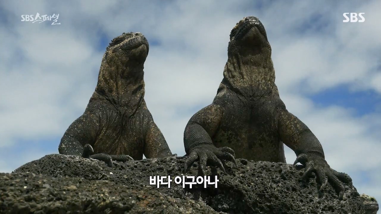 일요특선 다큐멘터리.E325.230724p-NEXT.mp4_20230726_211106.290.jpg